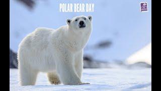 Polar bear day