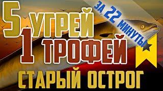 Русская Рыбалка 4 - РР4 | 5 УГРЕЙ 1 ТРОФЕЙ ЗА 22 МИНУТЫ | оз. Старый Острог - Угорь