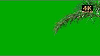 green screen palm tree leaf