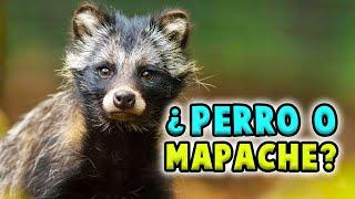 TANUKI: El PERRO que se cree MAPACHE 