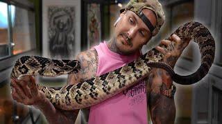 BREEDING GIANT RATTLESNAKES! WILL IT HAPPEN?!