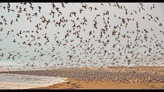 Mejores playas al sur de Lima (Bujama). KOKOMO The Beach Boys. Лучшие южные пляжи Лимы1.