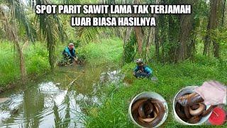 LAMA TAK TERJAMAH‼️ SPOT PARIT SAWIT LUAR BIASA BESAR BESAR BELUTNYA