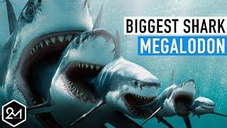 Top 10 Unbelievable Facts About The Biggest Shark Ever : Megalodon