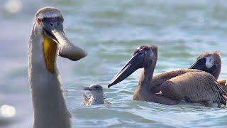 Pelicans and spoonbills in Kalmykia | Film Studio Aves