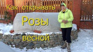 Как открывать розы весной