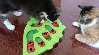 Cats try out the Petstages Green Buggin Out Puzzle & Play Interactive Cat Treat Toy