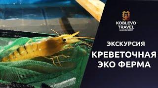 ️Коблево Видео: Креветочная ферма. Экологичное выращивание креветок. Экскурсия. Обзор и отзывы.