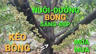 KÉO BÔNG & NUÔI-DƯỠNG BÔNG: MÙA MƯA @SAURIENGMIENTAY