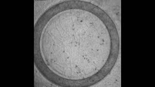 Movement of semen at low concentration in a ring