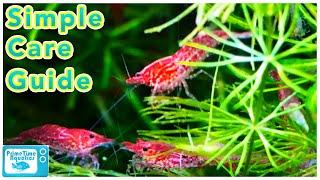 Cherry Shrimp Care and Breeding: Neocaridina Species Profile