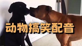 盤點那些動物的神配音#funny #douyin #搞笑 #memes #pets