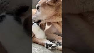 This Pup Is In Love With His Blind Foster Kittens | The Dodo