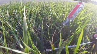 Tall fescue heat and drought stress and one way to manage it