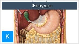 Желудок - Анатомия человека | Kenhub