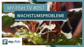 5 Gründe, warum deine Pflanzen im Aquarium nicht wachsen wollen | my-fish TV