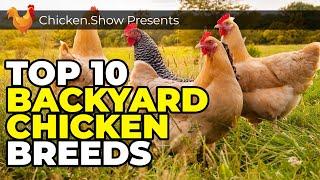 TOP Chicken BREEDS For Beginners and What To Look For In Chickens