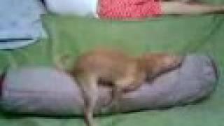 Funny Dog Humping Pillow