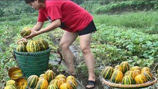 Harvest melons, go to market, sell and cook