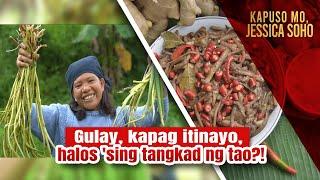 Gulay na kasing-tangkad daw ng tao, paano nga ba niluluto? | Kapuso Mo, Jessica Soho