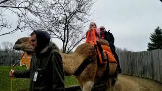 Evas n and Eva ride a Camel!