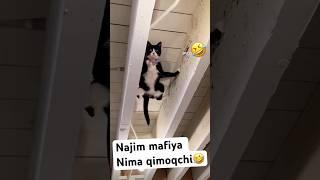 Najim  #catlike #catvideos #azikboom #cat #catfunny #mushuk #catlover #najim #funny #mycat