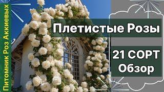 Плетистые Розы, обзор 21 сорта с характеристиками . Питомник Роз Аккиевых.