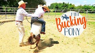 Bucking Pony | Mini Bucking Horse