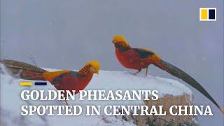 Reclusive golden pheasants spotted in central China