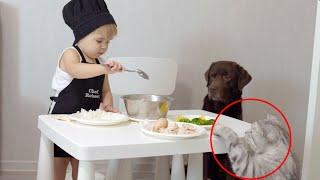 Baby Chef Cooks for His Dog, but the Cat Steals the Meal!