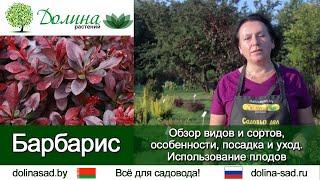 Барбарис . Как посадить барбарис, чем подкармливать и какие болезни барбариса бывают?