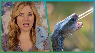 EXPERIMENT! How Snake Venom Kills You | Earth Unplugged