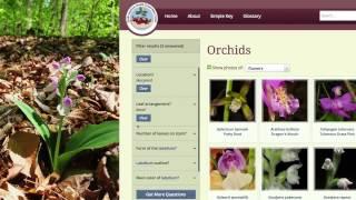 Go Orchids: A Guide to Identifying Orchids