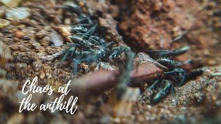 Ant behaviour | Ant colony