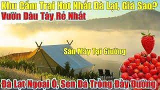 Khu Camping Hot Nhất Đà Lạt, Giá Sao? Vườn Dâu Tây Rẻ Nhất!