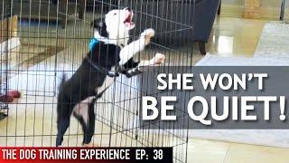 My Dog Barks When I Leave Her Alone! Watch Me Train Her To Stop!