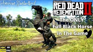 RED DEAD REDEMPTION 2 - Black American Standardbred Location - Get Black Standardbred Early (RDR2)