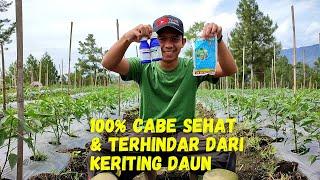 Cara Mencegah & Mengatasi Keriting Daun Pada Tanaman Cabe