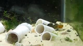 Australian Desert Goby mating dance (solo version)