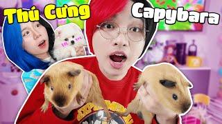 Kairon Nhận Nuôi THÚ CƯNG MỚI | Simmy Sốc Khi Gặp CAPYBARA NGOÀI ĐỜI THẬT !?