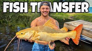 Moving ALL My MONSTER FISH into BackYard POND!! (crazy)