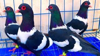 Beautiful Fancy Pigeons: Best Breeds & Farm Footage Compilation.