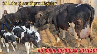 Fermadan 40 Bosh Buzoqlar Sotiladi ️+998 94 497 00 37