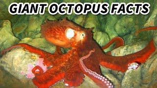 Giant Octopus Facts: the BIGGEST OCTOPUS  Animal Fact Files