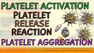 Platelet Activation - Platelet Release Reaction - Platelet Aggregation - Temporary Hemostatic Plug