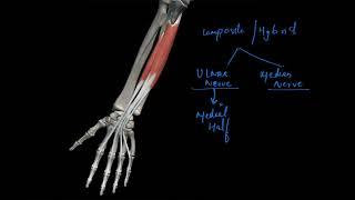 flexor Digitorum profundus muscle with origin insertion Nerve supply actions |upper limb anatomy