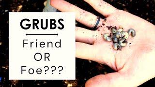 Grubs in the garden - Friend or Foe??? How to handle grubs in the vegetable garden & containers