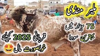 Malir Cow Mandi karachi Cattle Rate Update         | 7-Jan-2025 | Cow Mandi 2025 Season