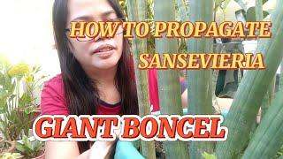 #airpurifierplants HOW TO PROPAGATE SANSEVIERIA BONCEL