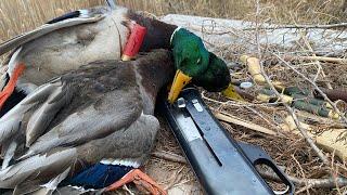 Late Season Nebraska Duck Hunt 2024 - Greenheads with the 10 Gauge! (December 30, 2024)